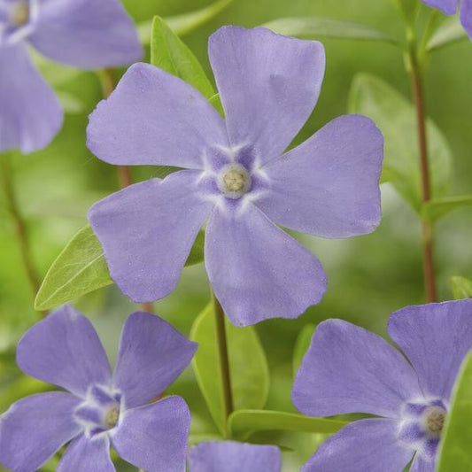 Vinca minor | 10-25cm - Ø9cm Plant Greenify
