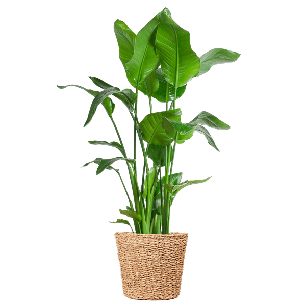 Strelitzia Nicolai XL met Noah mand (140cm - Ø27) Plant Greenify