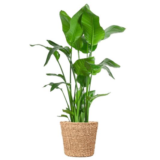 Strelitzia Nicolai XL met Noah mand (140cm - Ø27) Plant Greenify