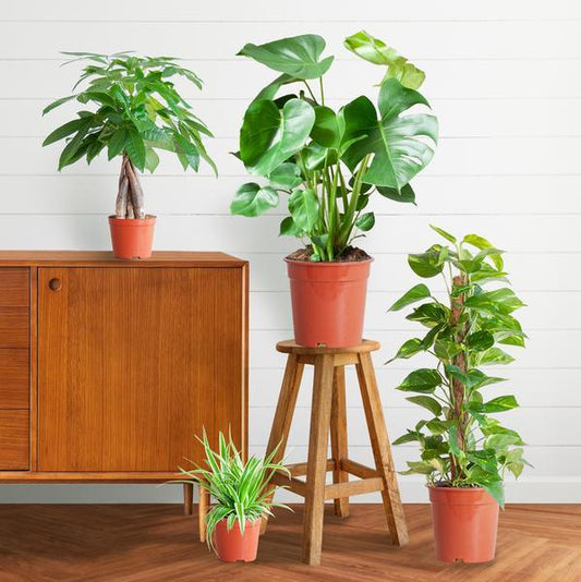 Makkelijke plantenbox medium (4 planten zonder sierpot) Plant Greenify