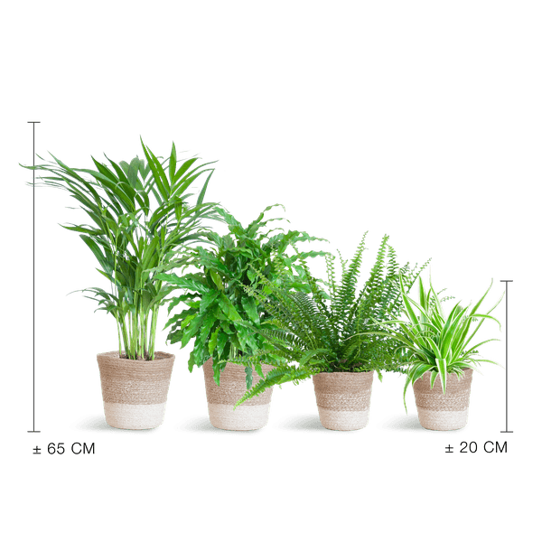 Diervriendelijke plantenset large (4 planten inclusief mand Jimmi wit) Plant Greenify