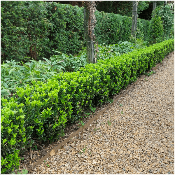 Euonymus 'Green Spire' | Ø 7 cm - 15 cm Plant Greenify