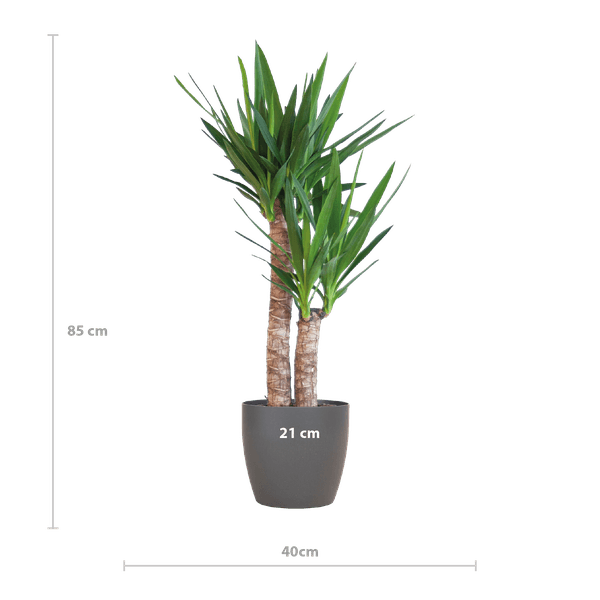 Yucca Elephantipes met pot (90cm - Ø21) Plant Greenify