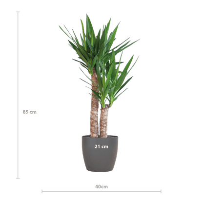Yucca Elephantipes met pot (90cm - Ø21) Plant Greenify