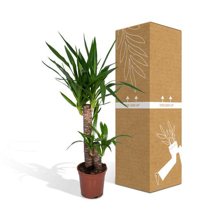 Yucca Elephantipes (85cm - Ø17cm)