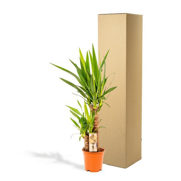 Yucca (90cm - Ø17cm) Plant Greenify
