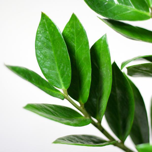 Zamioculcas Zamiifolia met Yuki wit (80cm - Ø21) Plant Greenify