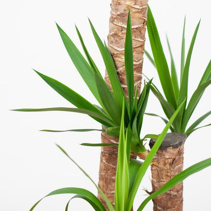 Yucca XL met Noah mand (125cm - Ø24) Plant Greenify