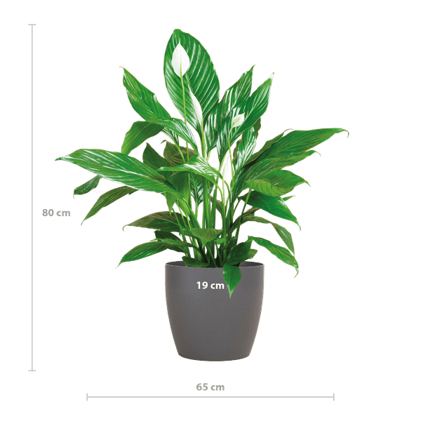 Spathiphyllum inclusief pot naar keuze (80cm - Ø21) Plant Greenify