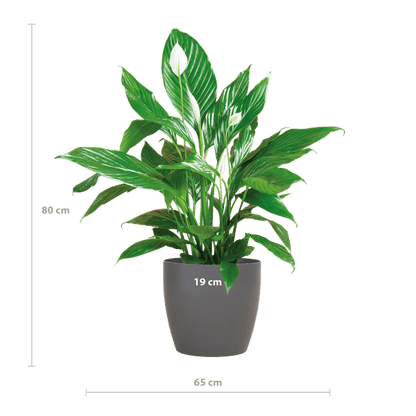 Spathiphyllum inclusief pot naar keuze (80cm - Ø21) Plant Greenify