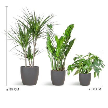 Schaduw Plantenbox medium (3 planten inclusief Yuki pot grijs) Plant Greenify