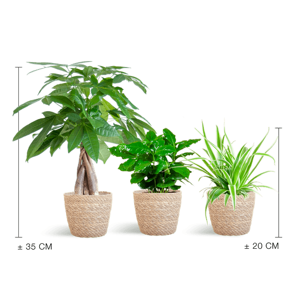 Diervriendelijke Plantenbox (3 plantjes inclusief Mand Nila Ø12) Plant Greenify