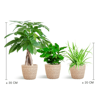 Diervriendelijke Plantenbox (3 plantjes inclusief Mand Nila Ø12) Plant Greenify