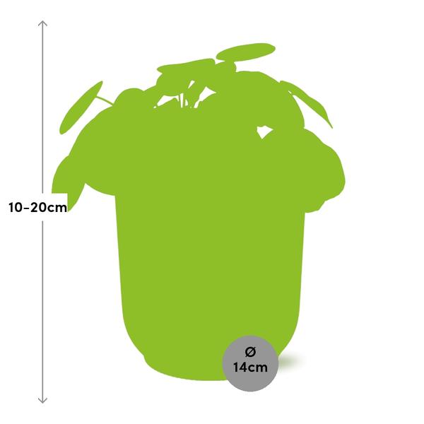 Pilea Peperomioides 12cm in ELHO Vibes Fold 14cm