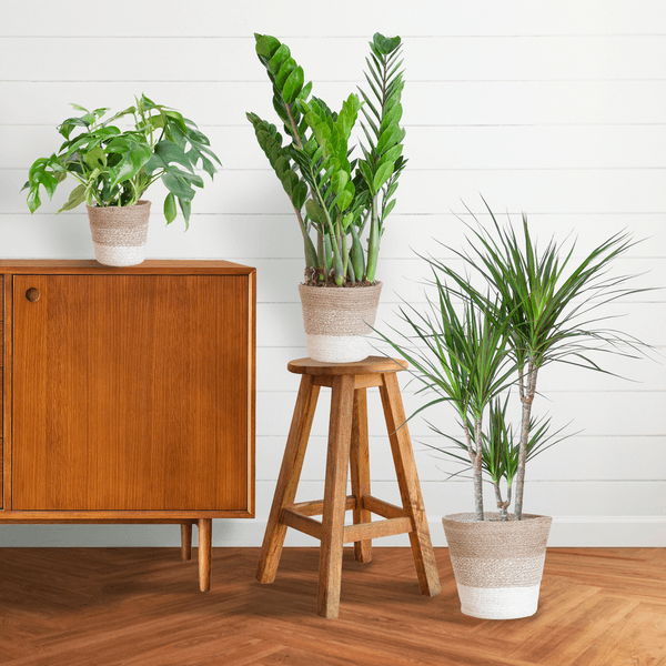 Schaduw Plantenbox medium (3 planten inclusief mand Jimmi wit) Plant Greenify