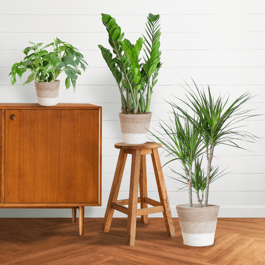 Schaduw Plantenbox medium (3 planten inclusief mand Jimmi wit) Plant Greenify