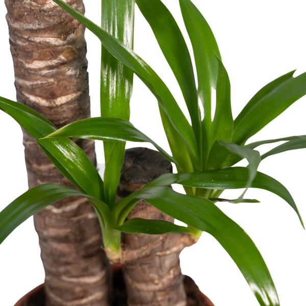 Yucca Elephantipes (85cm - Ø17cm)