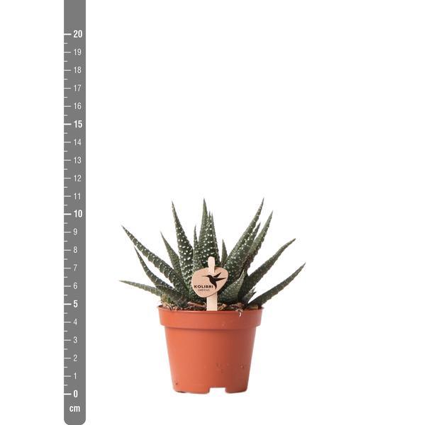 Kleine Succulent Haworthia Royal Highness (Ø6cm) Plant Greenify