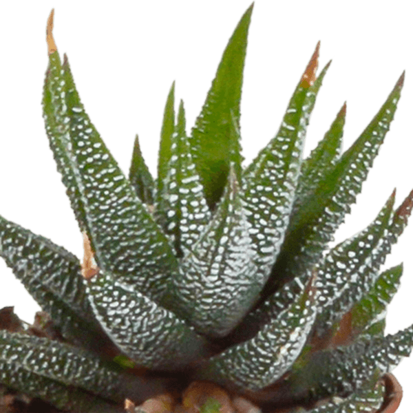 Gasteria/Haworthia mix (Ø5,5cm & in diverse potten) Plant Greenify