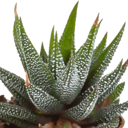 Gasteria/Haworthia mix (Ø5,5cm & in diverse potten) Plant Greenify