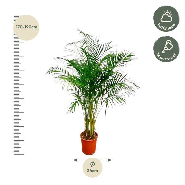 Dypsis Lutescens of Areca Palm (170 cm - ø24) Plant Greenify