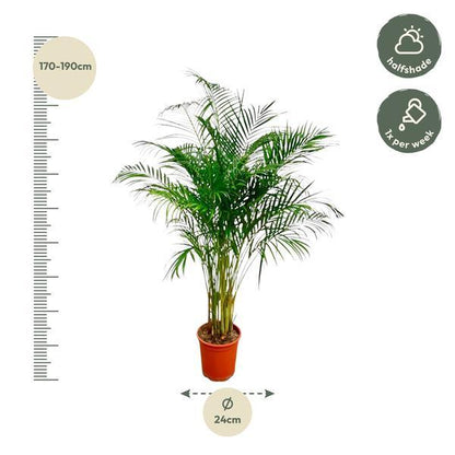 Dypsis Lutescens of Areca Palm (170 cm - ø24) Plant Greenify