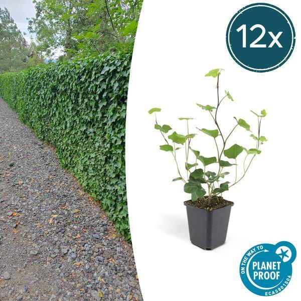 Hedera Hibernica | 10-25cm - Ø9cm Plant Greenify