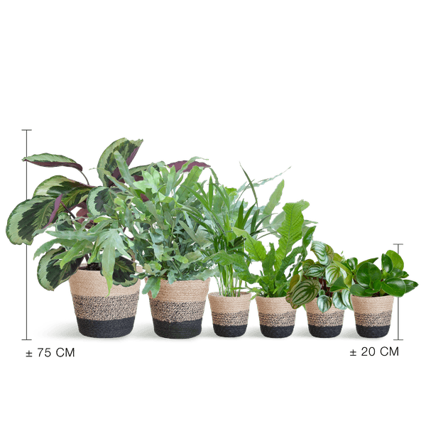 Diervriendelijke plantenset Large (6 planten inclusief mand Jimmi zwart) Plant Greenify