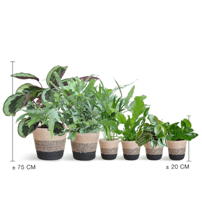 Diervriendelijke plantenset Large (6 planten inclusief mand Jimmi zwart) Plant Greenify