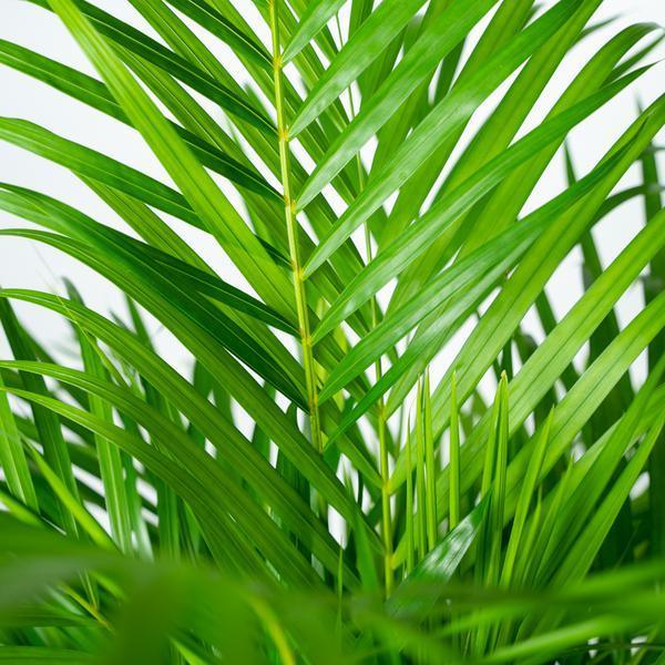 Areca palm (130cm - Ø24cm) Plant Greenify