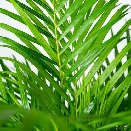 Areca palm (130cm - Ø24cm) Plant Greenify