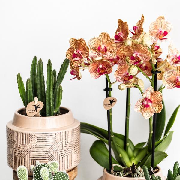 Kleine Stapelia (Ø9cm) Plant Greenify