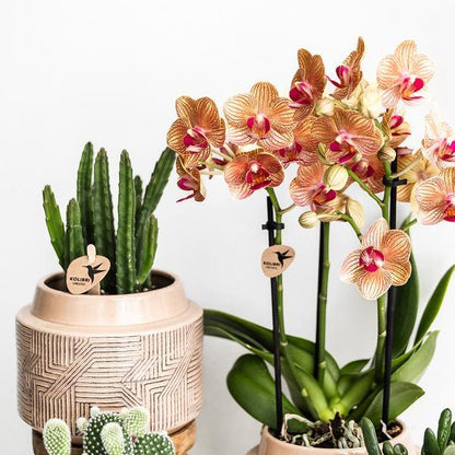 Kleine Stapelia (Ø9cm) Plant Greenify