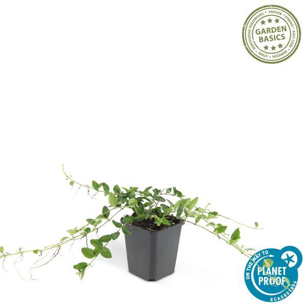Vinca Minor 'Alba' | 10-25cm - Ø9cm Plant Greenify
