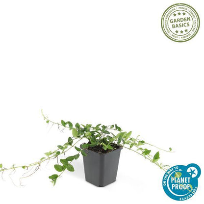 Vinca Minor 'Alba' | 10-25cm - Ø9cm Plant Greenify