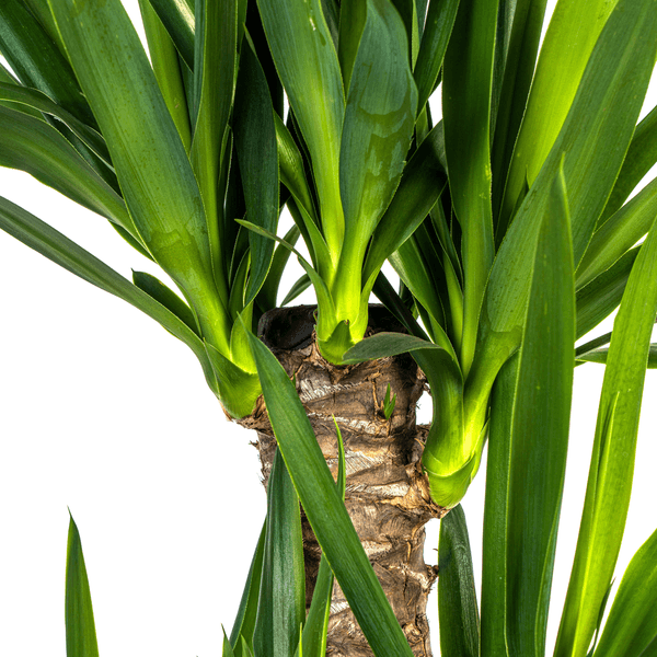 Yucca Elephantipes (100cm - 21cm) Plant Greenify