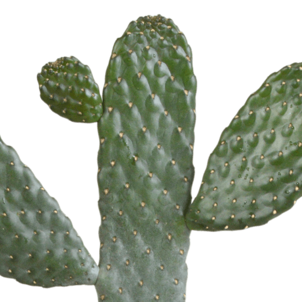 Opuntia consulea (Ø17cm - 35cm) Plant Greenify