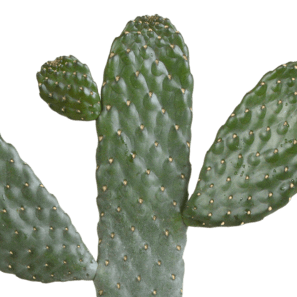 Opuntia consulea (Ø17cm - 35cm) Plant Greenify