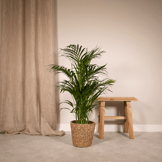 Areca palm zonder pot (85cm - Ø19cm) Plant Greenify