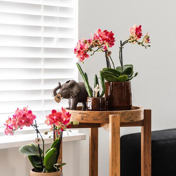 Kleine Stapelia (Ø6cm) Plant Greenify