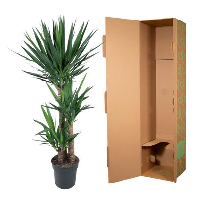 Yucca Elephantipes zonder pot (140 cm - ø27)