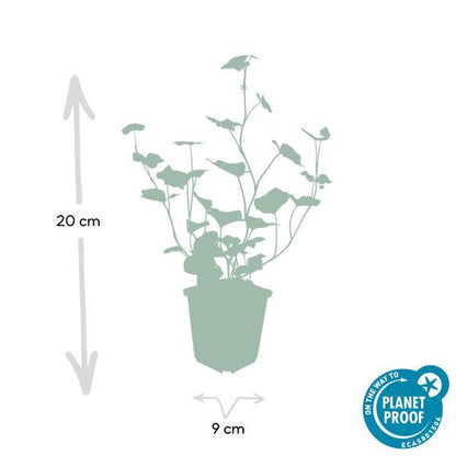 Hedera Hibernica | 10-25cm - Ø9cm Plant Greenify