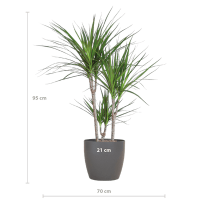 Dracaena Marginata met pot (95cm - Ø21) Plant Greenify