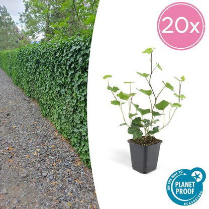 Hedera Hibernica | 10-25cm - Ø9cm Plant Greenify