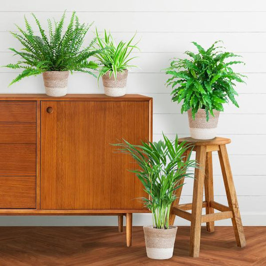 Diervriendelijke plantenset large (4 planten inclusief mand Jimmi wit) Plant Greenify