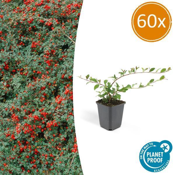 Cotoneaster dammeri | 10-25cm - Ø9cm Plant Greenify