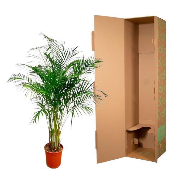 Dypsis Lutescens of Areca Palm (170 cm - ø24) Plant Greenify