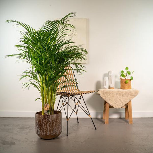Areca palm met pot (130cm - Ø24cm) Plant Greenify