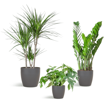 Schaduw Plantenbox medium (3 planten inclusief Yuki pot grijs) Plant Greenify
