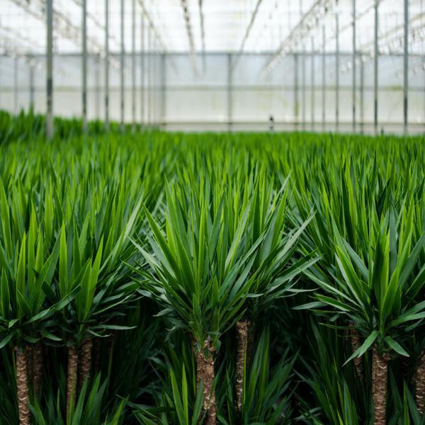 Yucca (90cm - Ø17cm) Plant Greenify